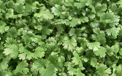 Cilantro Microgreens